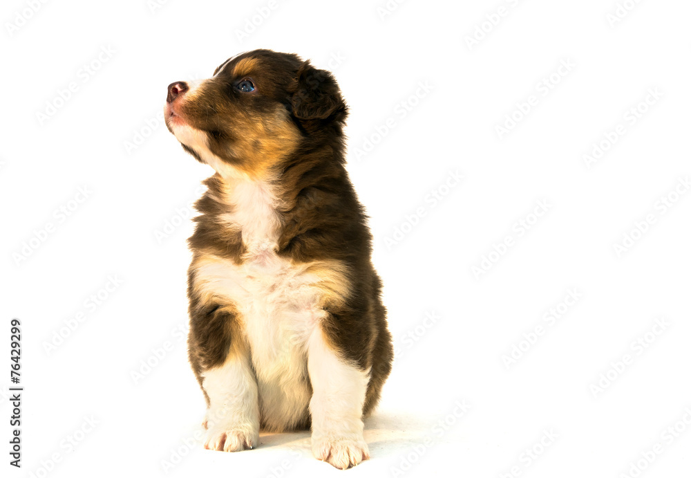 Red Tricolor Australian Shepherd puppy