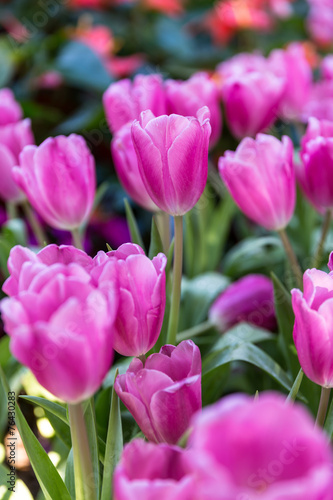 Fototapeta Naklejka Na Ścianę i Meble -  fresh pink tulips