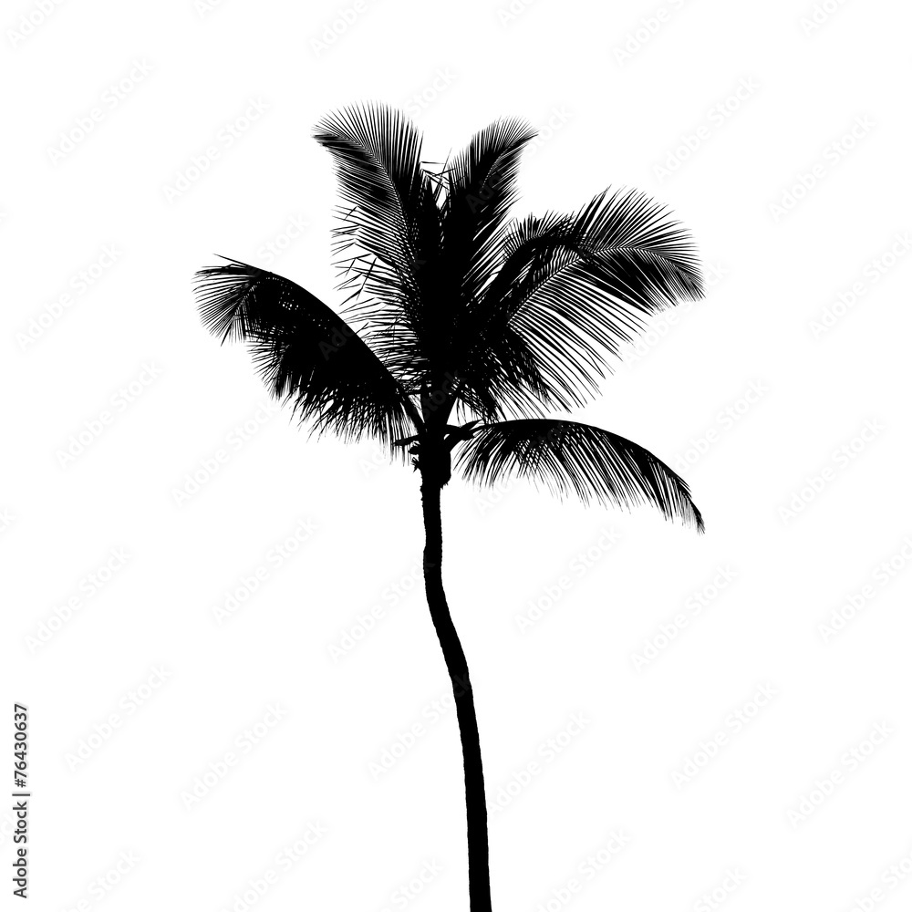 Fototapeta premium Black silhouette of coconut palm tree isolated on white