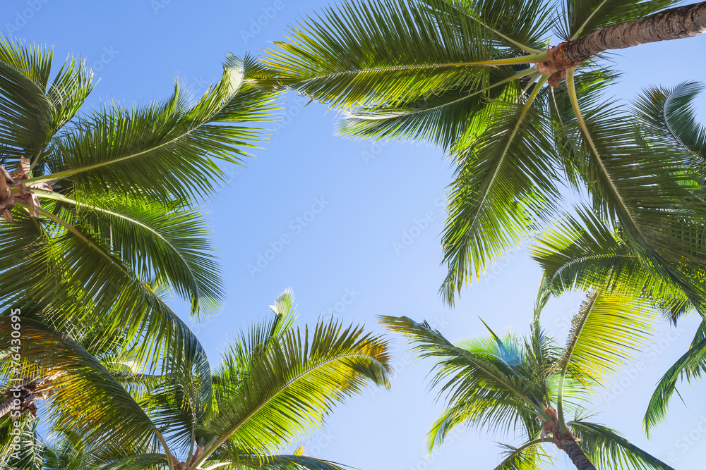 Looking up on coconut palm trees over blue sky background Looking up on coconut palm trees over blue sky background