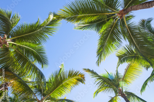 Looking up on coconut palm trees over blue sky background © evannovostro