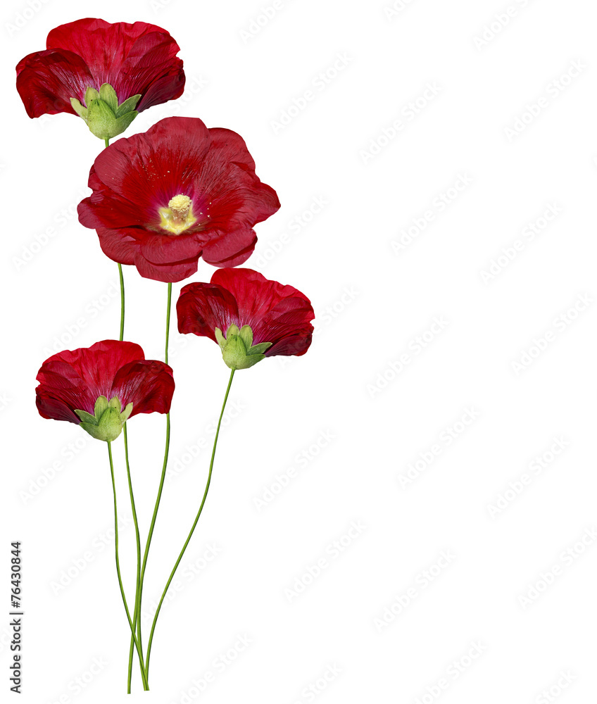 mallow flowers isolated on white background mallow flowers isolated on white background