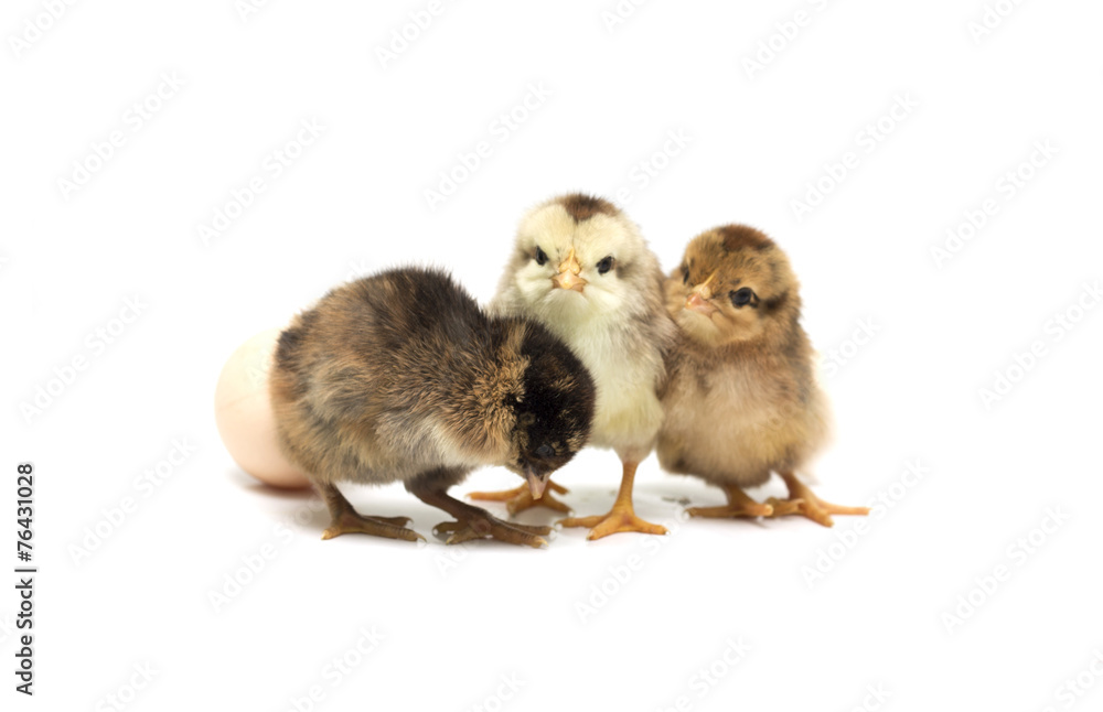 Colored chickens and egg. Photo. Colored chickens and egg. Photo.