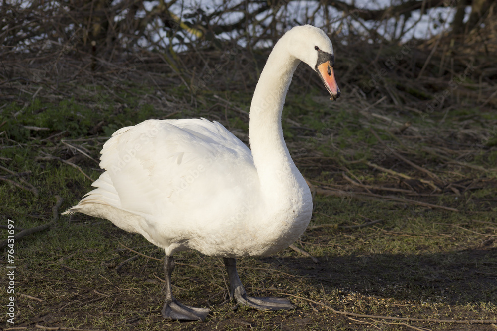 Obraz premium white swan