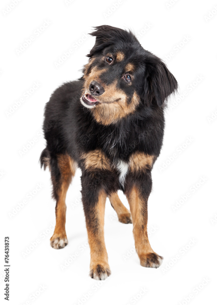 Fototapeta premium English Shepherd Mixed Breed Dog Standing