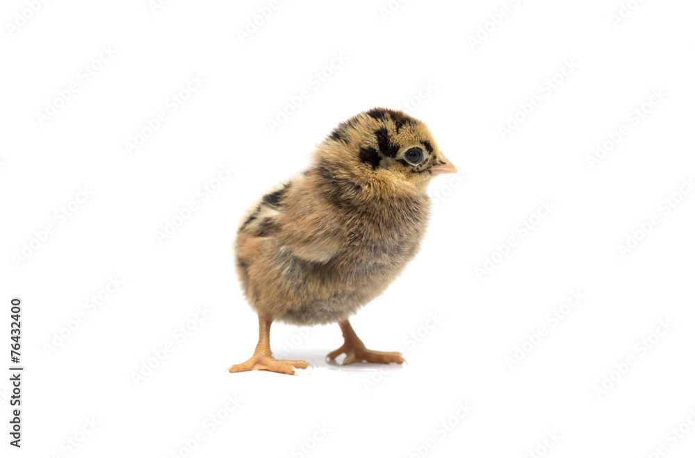 Obraz premium Colored chicken on a white background. Photo.