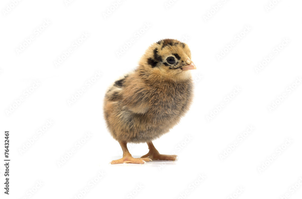 Obraz premium Colored chicken on a white background. Photo.