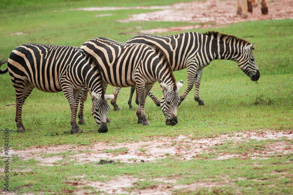 Zebra family group in grassland Zebra family group in grassland