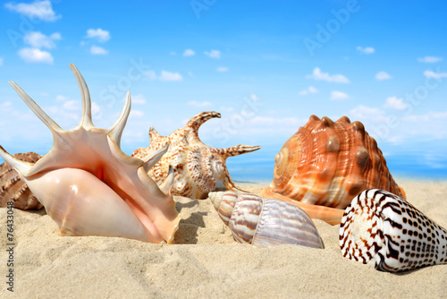 Conch shells on beach