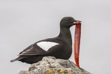Papier peint photo Arctique Guillemot noir sur côte arctique  © dphens