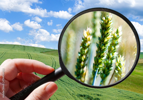 фотографія corny field - czech agriculture - ecological farming
