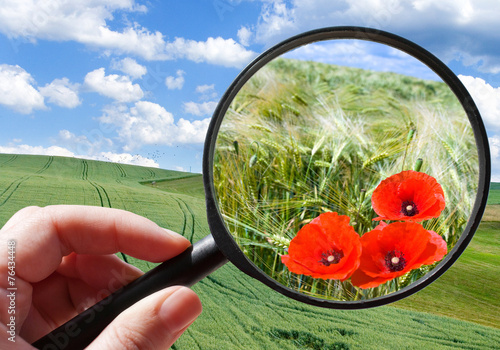 Photos corny field with poppy - czech agriculture - ecological farming