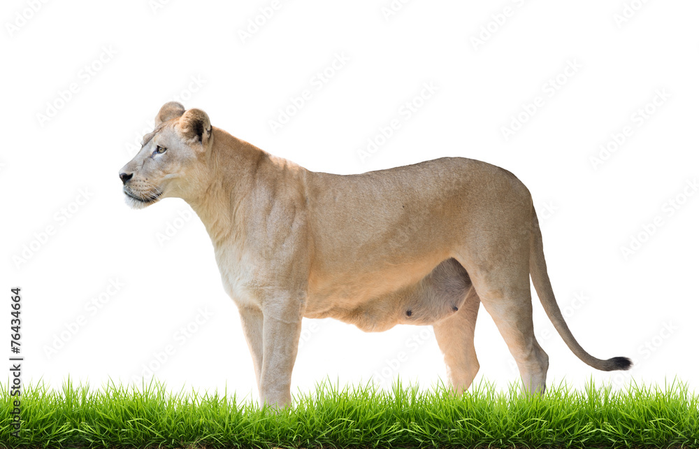 female lion isolated female lion isolated