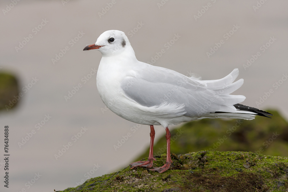 Black-headed Gull ( Chroicocephalus ridibundus ) , resting on th Black-headed Gull ( Chroicocephalus ridibundus ) , resting on th