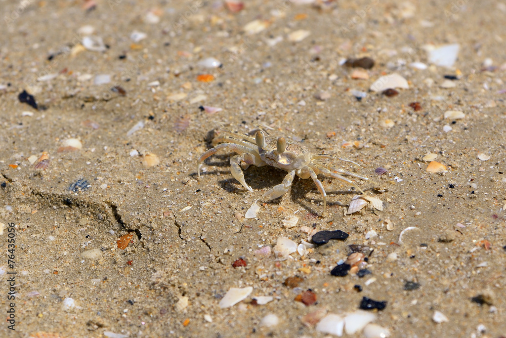 Crab Crab