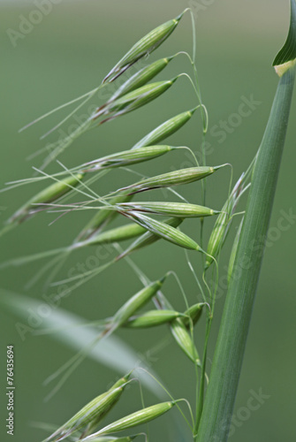 Wild oats under a blue sky with clouds