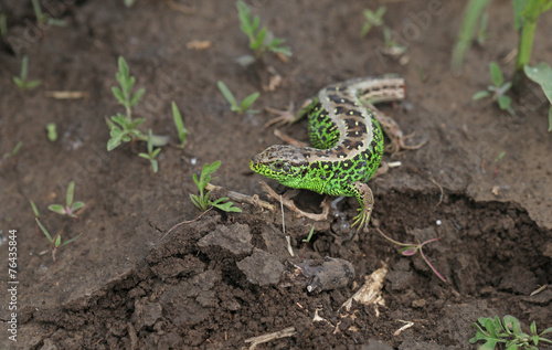 Portrait of green lizard