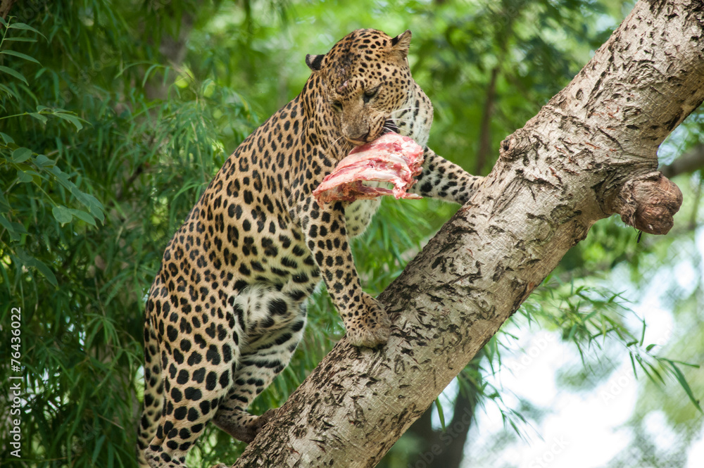 Leopard feeding on a Branch Leopard feeding on a Branch