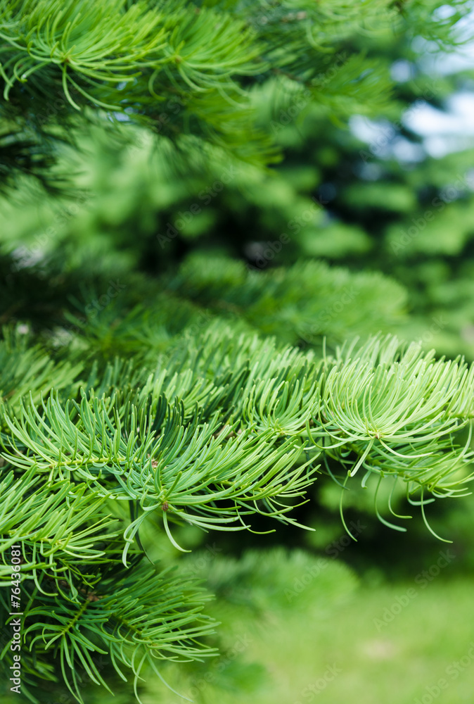 Young shoots on the branches of spruce, close-up Young shoots on the branches of spruce, close-up