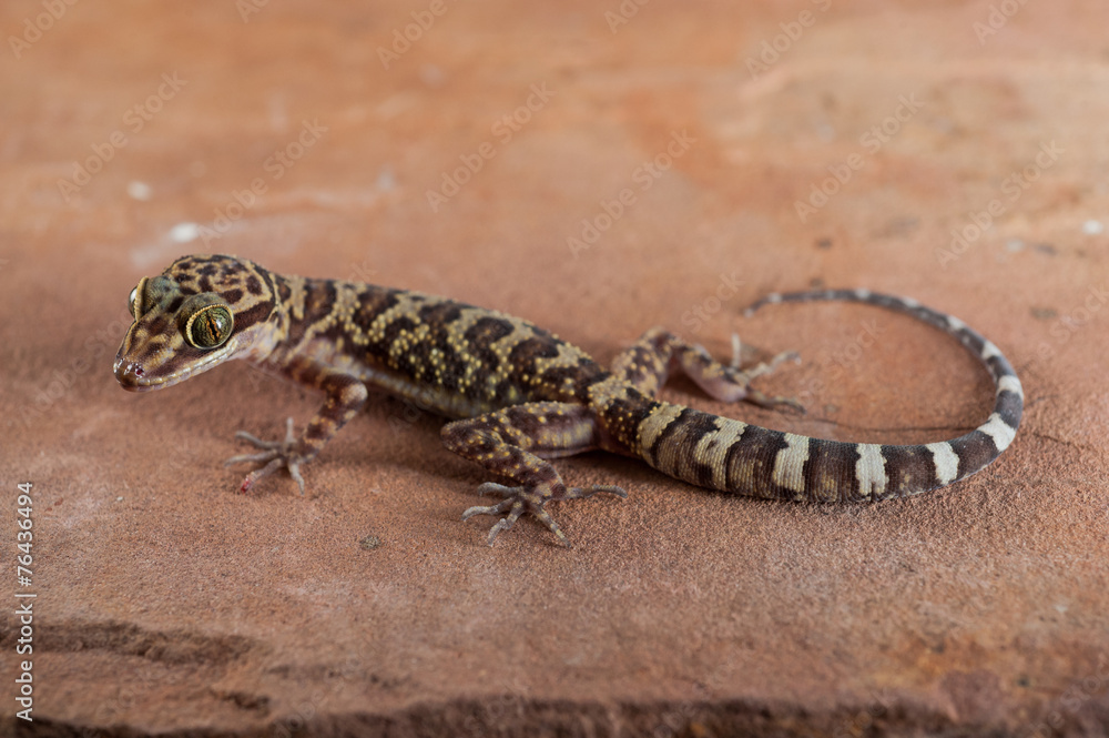Naklejka premium Curve-toed gecko