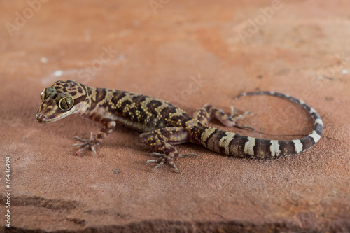 Curve-toed gecko