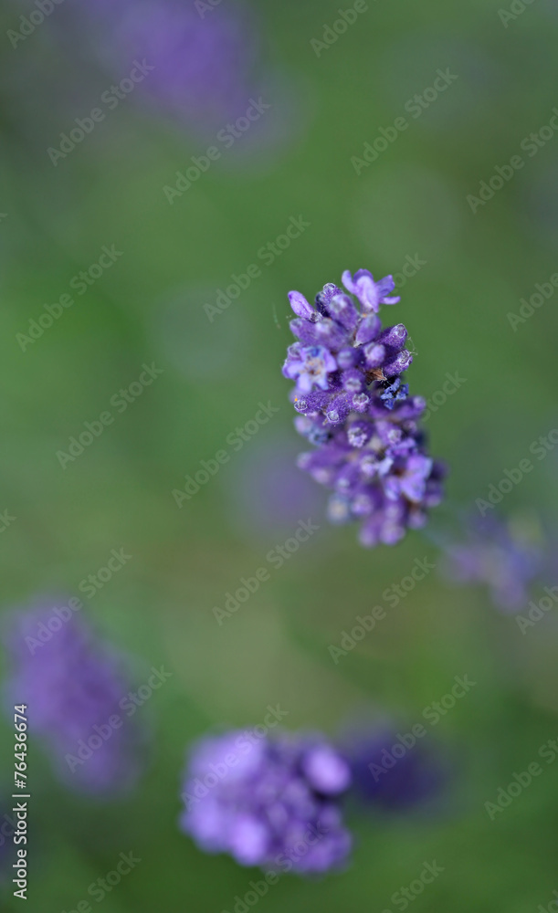 Fototapeta premium Lavenders close-up with blur background in summer