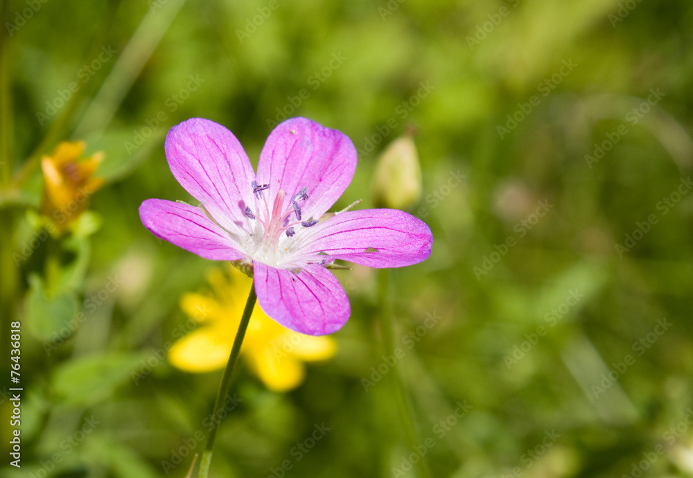 Flower in the meadow