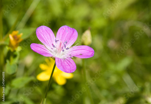 Flower in the meadow