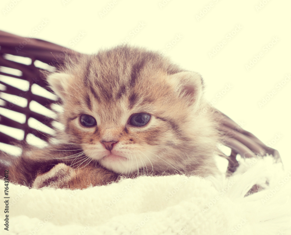 Obraz ładny kotek w wiklinowym koszu