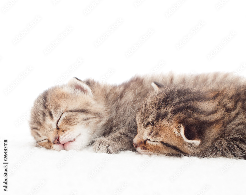 Obraz premium Two lovely tabby kitten sleeping on a white background