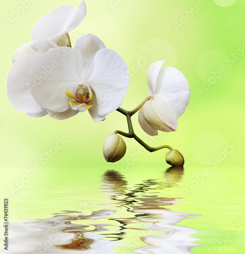 Fototapeta Naklejka Na Ścianę i Meble -  Beautiful white orchid