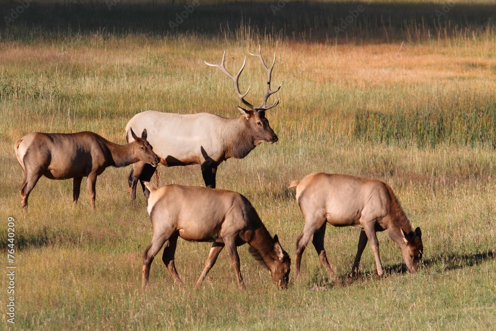Herd of Elk Herd of Elk