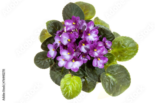 Mauve African Violet with Bright Green Leaves