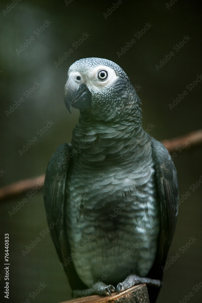 Obraz premium African Grey Parrot Sitting on a Tree Perch