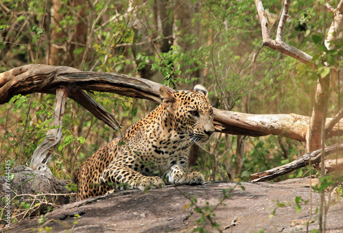Sri Lankan Leopard in the Bush  Yala National Park  Sri Lanka
