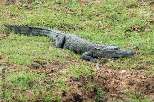 Mugger Crocodile, Yala National Park, Sri Lanka