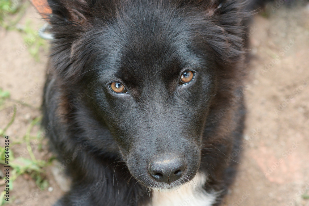 Fototapeta premium Black dog