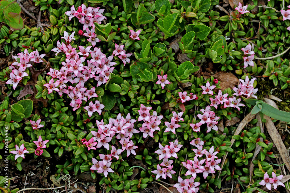 azalea nana; loiseleuria procumbens azalea nana; loiseleuria procumbens
