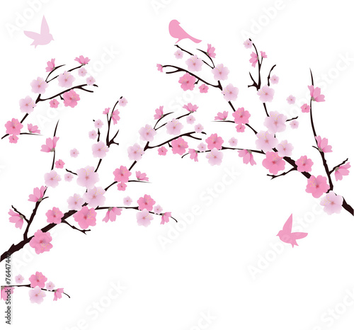 Carta da parati il sakura - Carta da parati Cherry Blossom