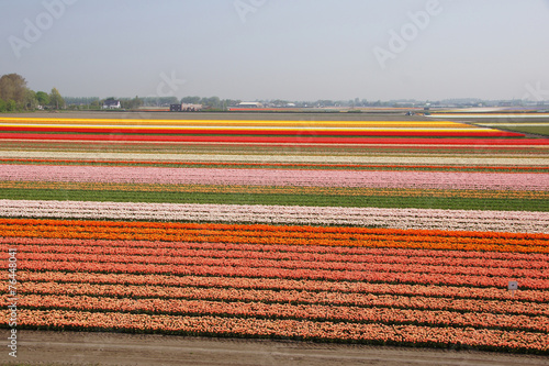 Tulpenblüte, Holland