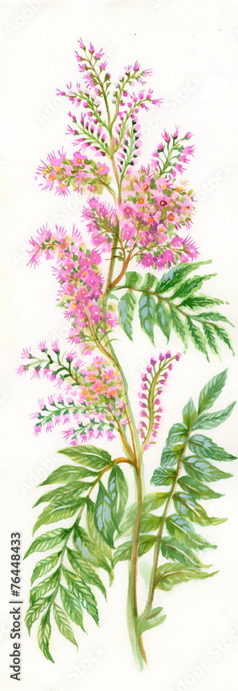 Obraz premium Summer pink wildflower