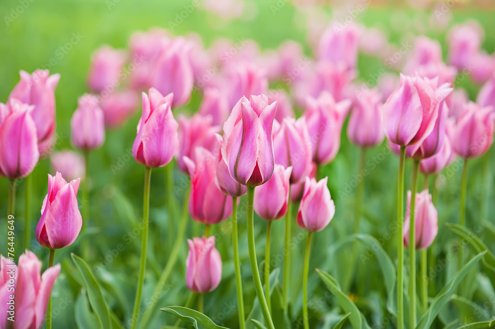 Fototapeta premium Pink beautiful tulips