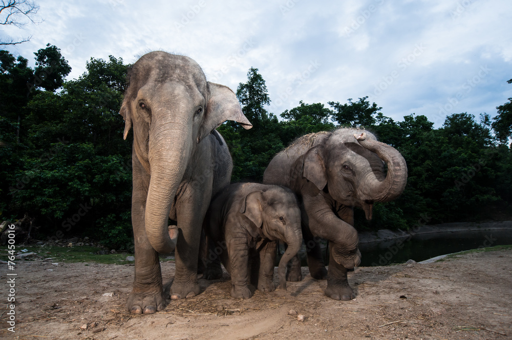 Fototapeta premium elephant family in Thailand