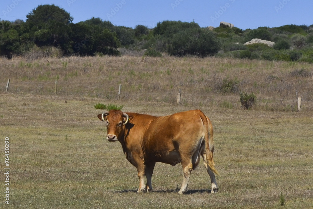 Sargenga: Il Bovino, le mucche