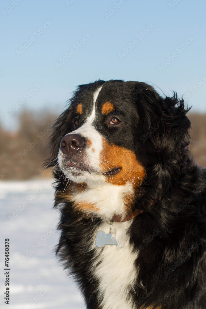  Bernese mountain breed dog portraite in winter outdoors