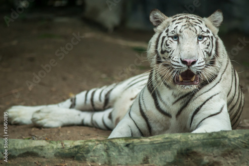 White Bengal Tiger at the Zoo