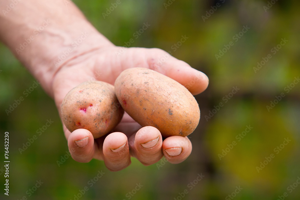 Old man hand with Fresh harvested potatoes on green background Old man hand with Fresh harvested potatoes on green background