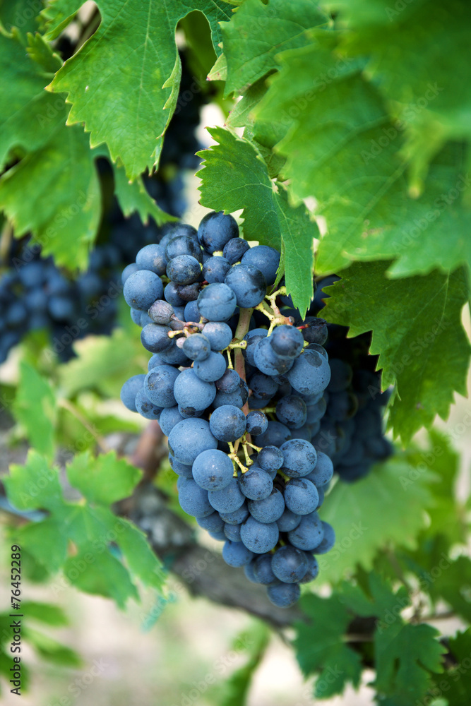 Red wine grapes on old vine