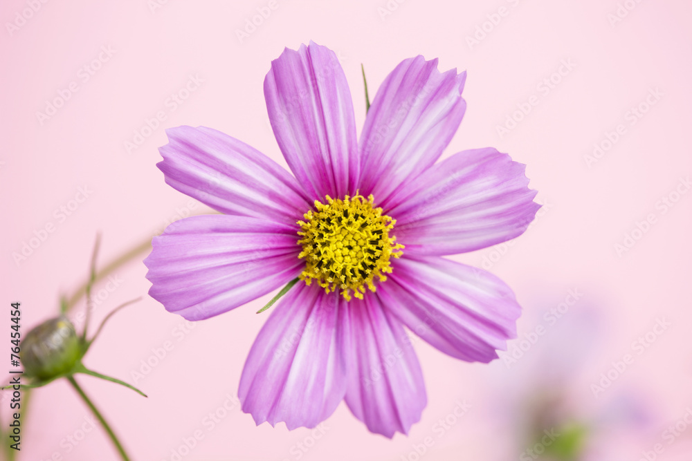 Fototapeta premium コスモス