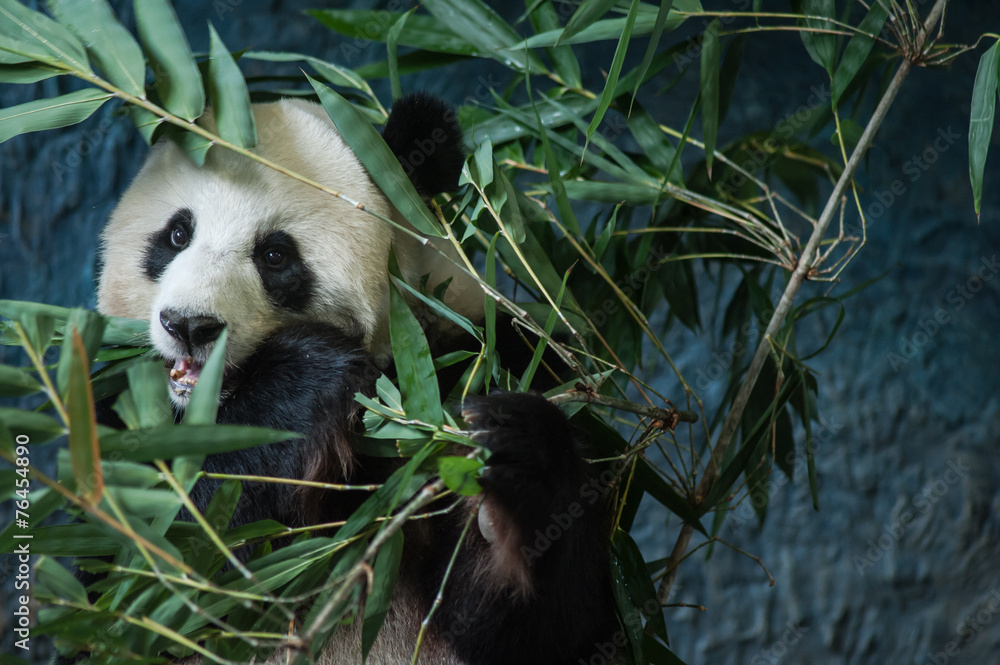 Obraz premium Hungry giant panda eating bamboo